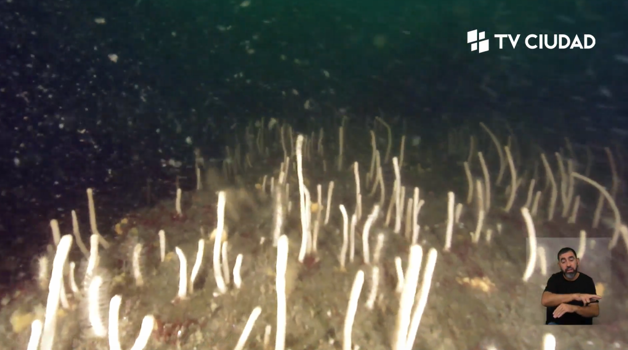 Jardines de corales blandos y lugares nunca vistos del fondo del Mar Uruguayo
